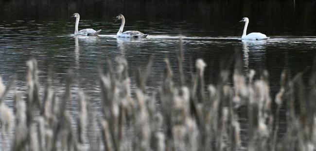 Exhausted swans monitored