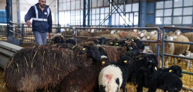 Endangered native sheep breed preserved