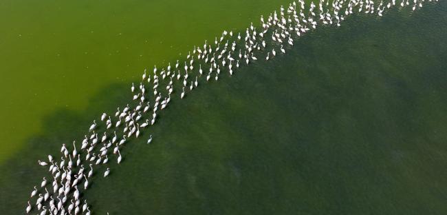 Flamingos return to Tuzla Palas Lake