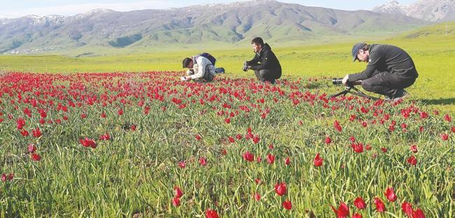 Chinese team captures rare Muş tulips