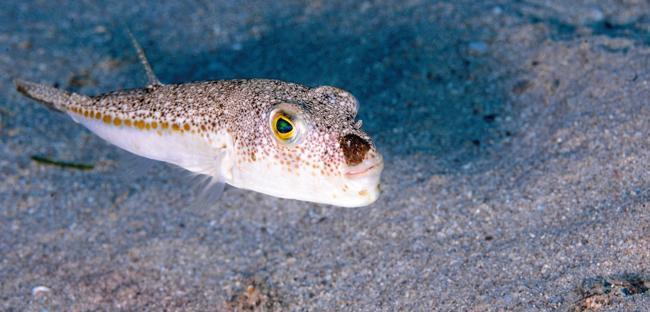 Invasive species become permanent residents