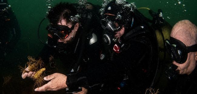 Marine life returns to İzmit Bay