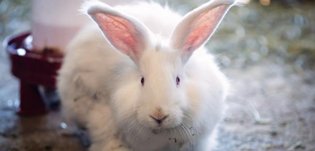 Angora rabbits receive special care in Ankara