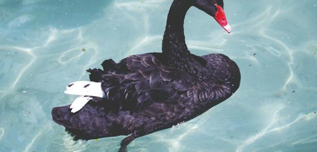 Five cygnets expected at Kuğulu Park