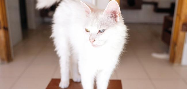 Facility protects endangered Ankara cats