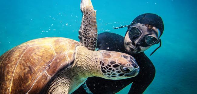 Freediver befriends sea turtle Mahmut