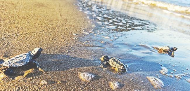 Turtle hatchlings reach sea in southern Türkiye