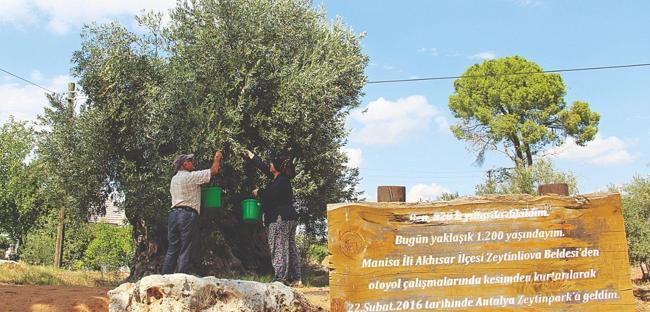 Relocated olive trees yield fruit in Antalya
