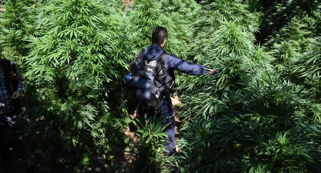 Massive cannabis plantation found at UNESCO World Heritage site in southeast Turkey