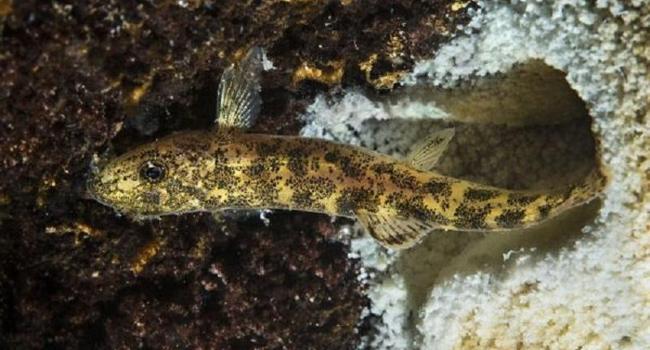 New fish species found in Turkeys Lake Van