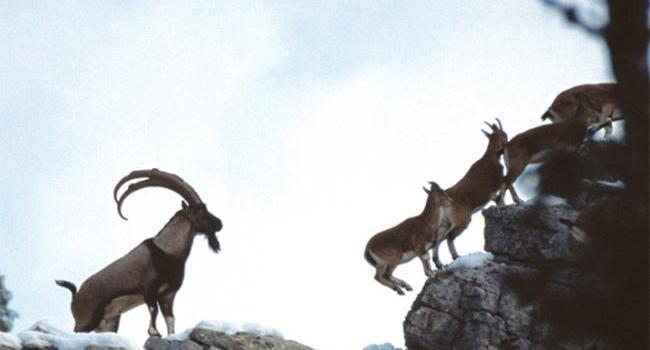 First wild goat observed after a century in Turkey’s southeast killed by poachers