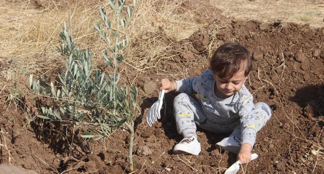 Turkey plants 11 million saplings in one day