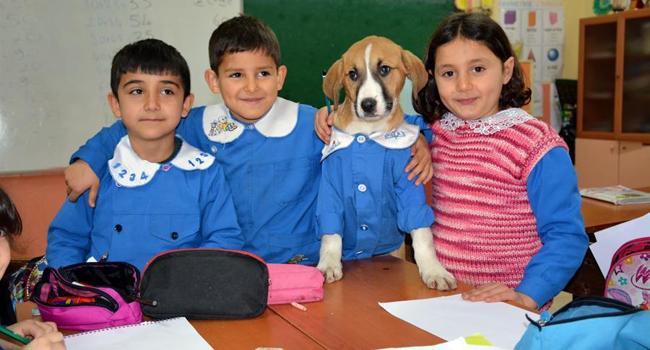 Rescued puppy attends classes in village school dressed in uniform