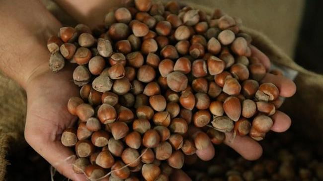TMO fındık alımına başladı... İşte ilk fiyat | Genel Haberler