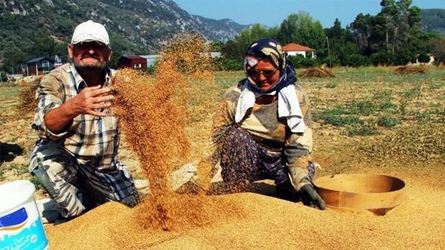 'Altın susam' hasadı başladı: En büyük pazar Japonya | Girişim Haberleri