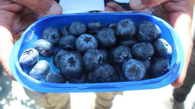 Yaban mersini hayatını değiştirdi | Kobi Haberleri
