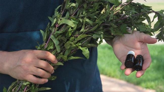 400 kilo üründen 1.2 litre yağ çıkıyor! Kilosu 35 bin lira | Şirket Haberleri