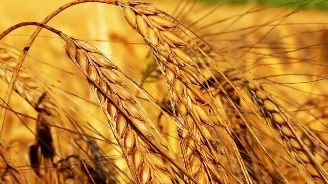 ‘İhracat ihtiyacını gelecek tahıldan karşılayabiliriz’ | Ekonomi Haberleri