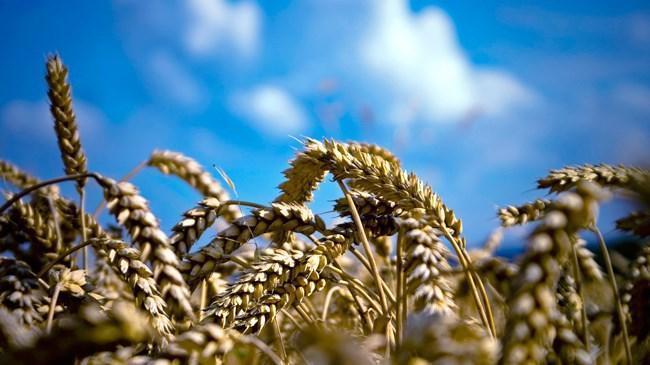 Buğday rekoltesi 20 milyon ton | Ekonomi Haberleri