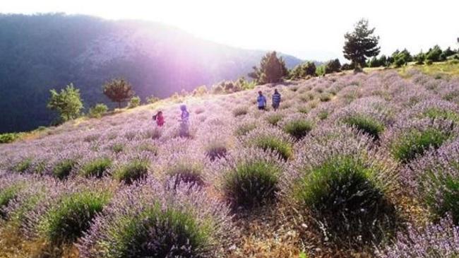 Kadınlar dikiyor, Anadolu lavanta kokuyor | Sektör Haberleri