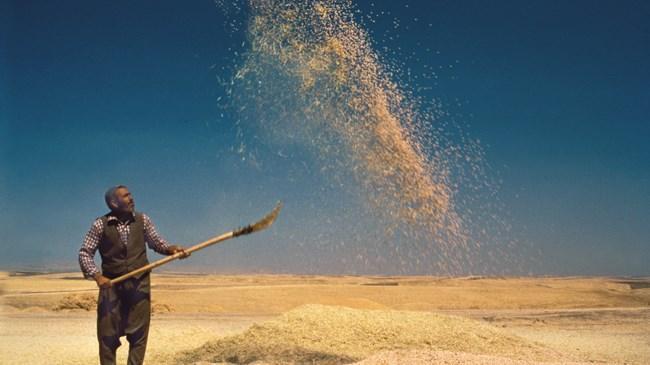 Hububatçılardan 1,2 milyar dolarlık ihracat  | Ekonomi Haberleri