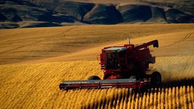 Tarım Kredi'den rekor arpa alımı | Sektör Haberleri