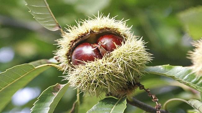 Kestanede milyonlarca dolar zararı 'torymus' önleyecek | Kobi Haberleri