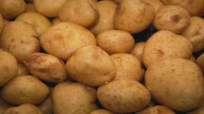 Niğde'de patates rekoltesinin 900 bin ton olması bekleniyor | Sektör Haberleri