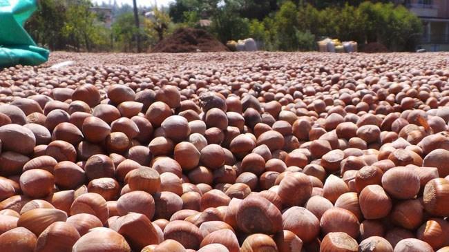 Fındığa piyasanın üstünde fiyat verilecek | Genel Haberler