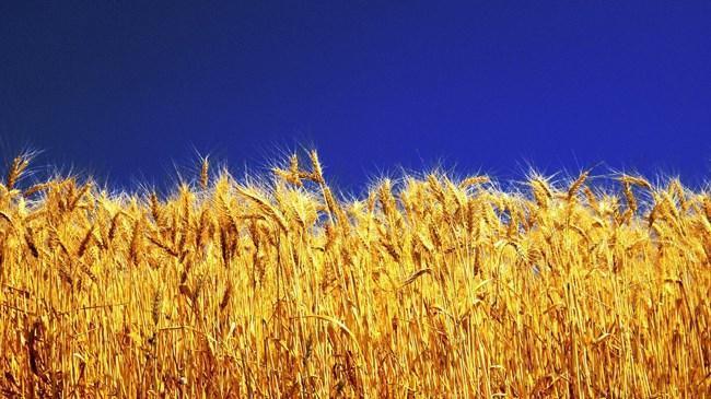 Buğday bu yıl erken olgunlaştı | Sektör Haberleri