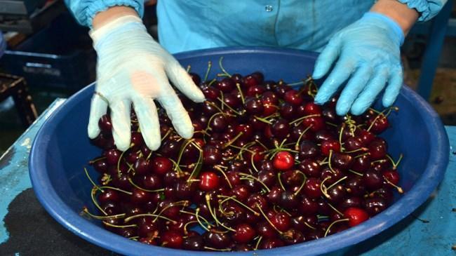 Antalya'da erkenci kirazın hasadı başladı | Sektör Haberleri