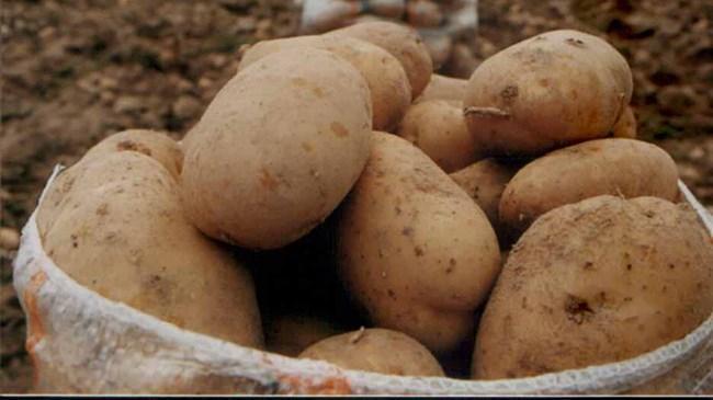 Yozgat'ta 6 çeşit yerli patates tohumu ekildi  | Sektör Haberleri