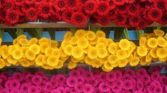 Tarımda 'süslü' ticaret yüz güldürdü | Sektör Haberleri