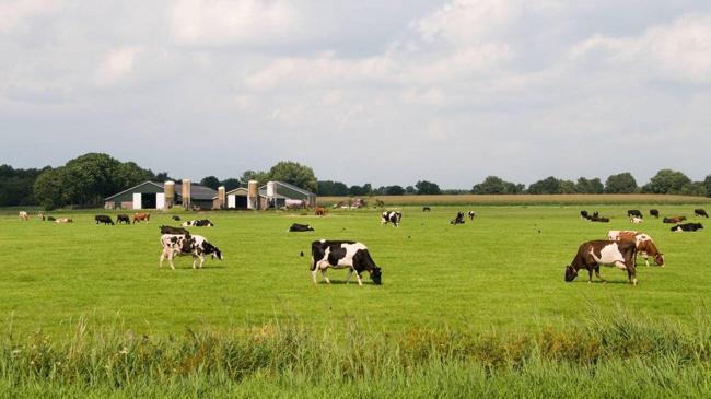 Hayvancılık yatırımlarına yüzde 50 hibe desteği | Ekonomi Haberleri