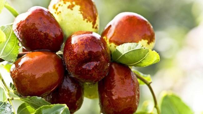 Hünnap misket elmasına rakip oldu | Sektör Haberleri