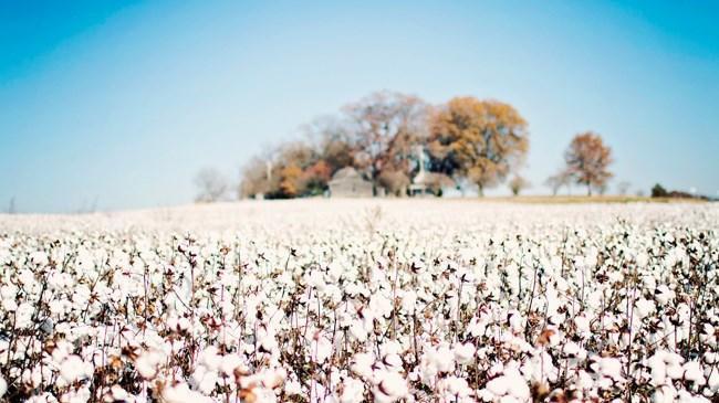 Pamukta rekor verim bekleniyor | Sektör Haberleri