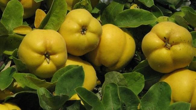 Bilecik'te ayva bereketi  | Sektör Haberleri