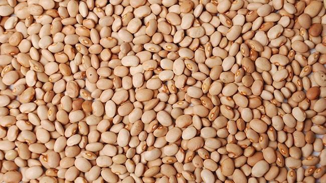 Soya verimi ve fiyatıyla çiftçiyi sevindirdi | Sektör Haberleri