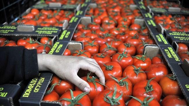 Rusya, Türk domatesine Ekim-Mayıs arası kapıları açacak