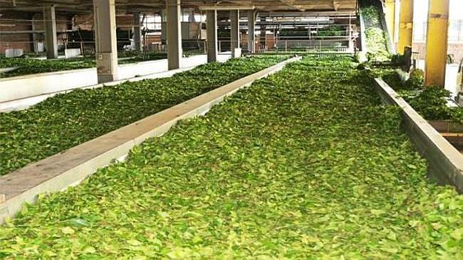 Çaykur'a 1500 işçi alınacak | Ekonomi Haberleri