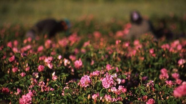 Gülde hedef rekolte 7 bin ton | Sektör Haberleri