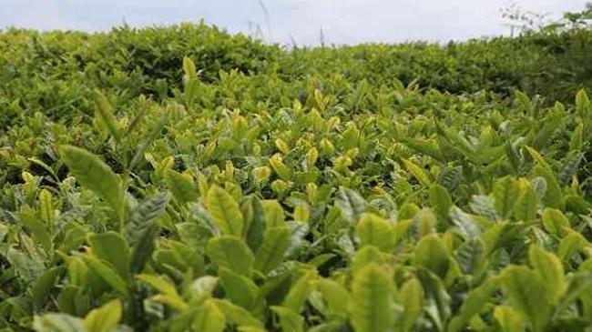 Çay üreticilerine destek ödemesi | Genel Haberler