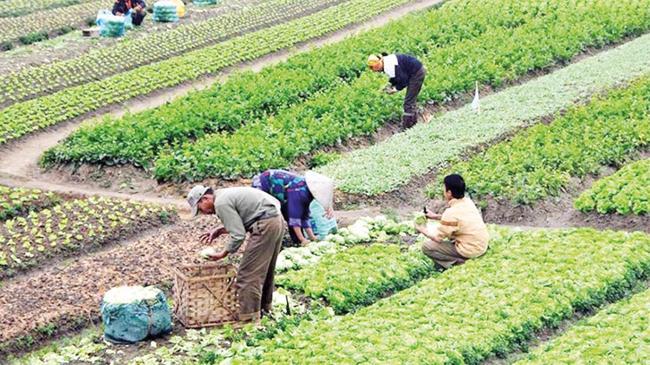 ‘Verimli tarım’ şartı | Ekonomi Haberleri