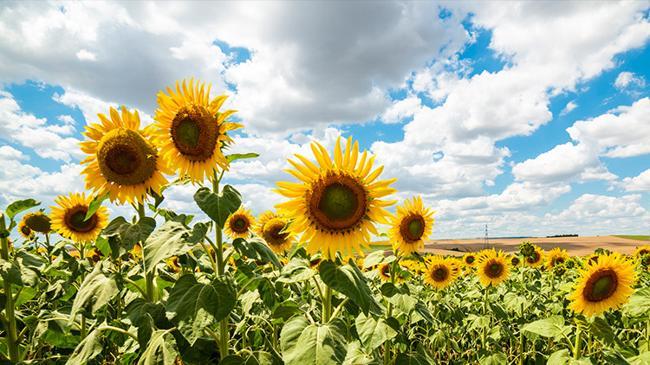Ayçiçek tohumu ithalatında vergi kalktı | Ekonomi Haberleri