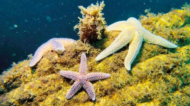 Yapay resiflerde yaşam canlanıyor | Ekonomi Haberleri