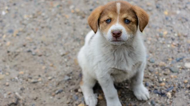 Sahipsiz hayvanlara ilişkin yönetmelik belli oldu | Genel Haberler