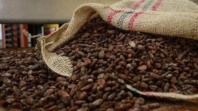 Kakao fiyatlarında yeni rekor | Emtia Haberleri