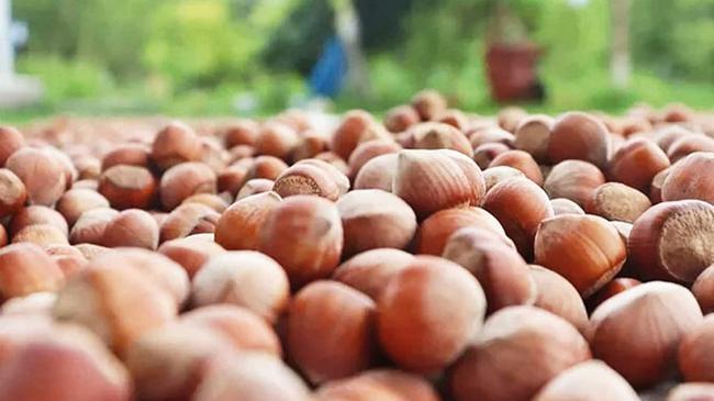 2025 fındık fiyatları belli oldu  | Ekonomi Haberleri