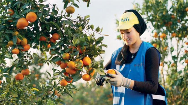 Altun Gıda halka arza hazırlanıyor | Ekonomi Haberleri