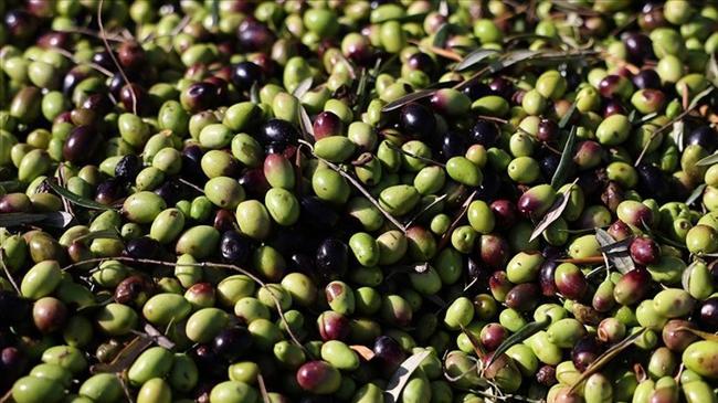 Türkiye'den 2024 yılında 60 milyon dolarlık zeytin ihracı
 | Genel Haberler